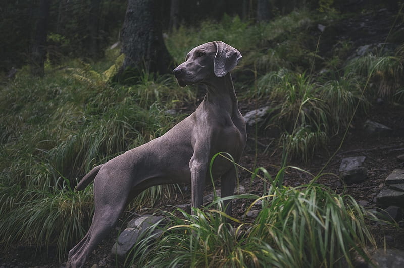 Hunting dog, nature, woods, hunt, hunt, HD wallpaper