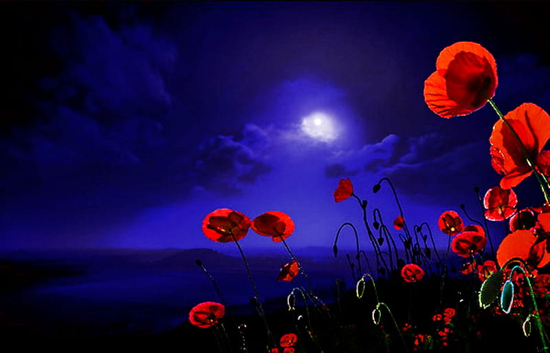 Poppy field at night, red, poppy, lovely, bonito, sky, clouds, nice, moon, bright, nature, field, blue, night, HD wallpaper
