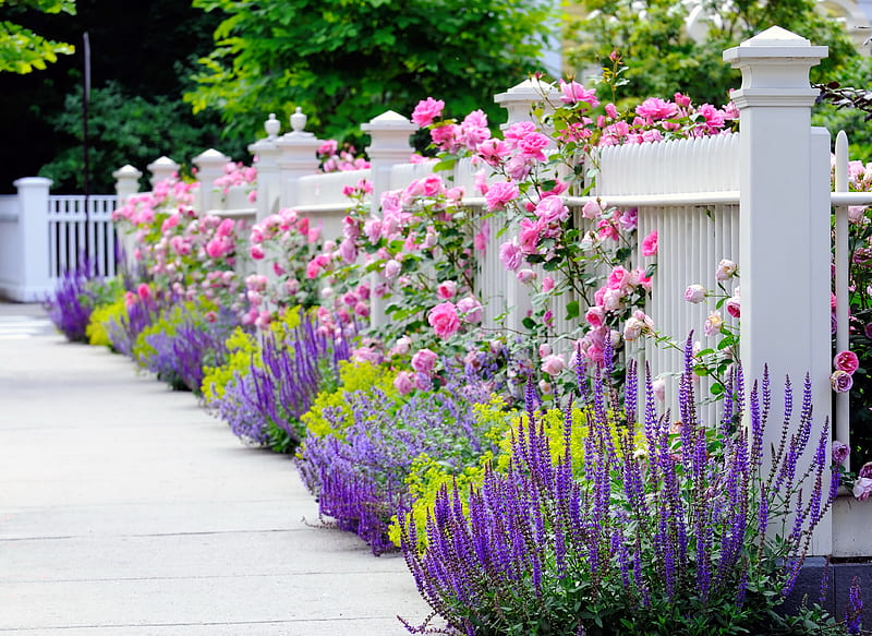 Roses garden, fence, summer, garden, walk, spring, bonito, roses, alley, HD wallpaper