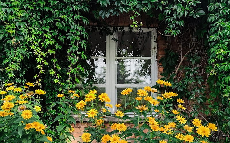 Window with Coneflowers, glass, leaves, coneflowers, window, HD wallpaper