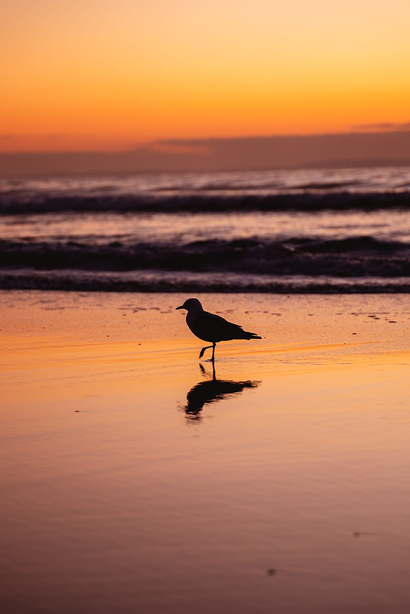 seagull, bird, beach, dusk, HD phone wallpaper