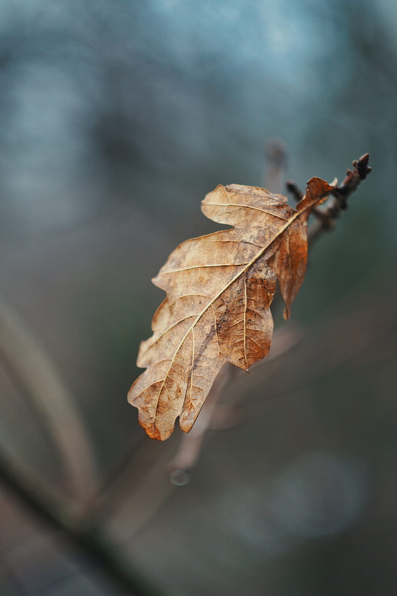 leaf, dry, brown, branch, macro, HD phone wallpaper