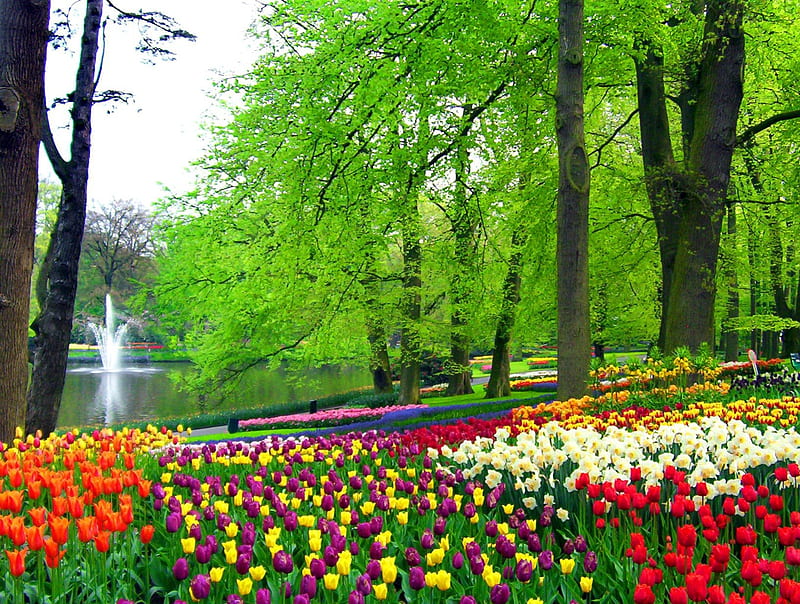 Place to walk and relax, pretty, colorful, grass, bonito, nice, green, tulips, rest, fountain, lovely, relax, greenery, place, park, trees, lake, freshness, pond, water, garden, nature, walk, HD wallpaper