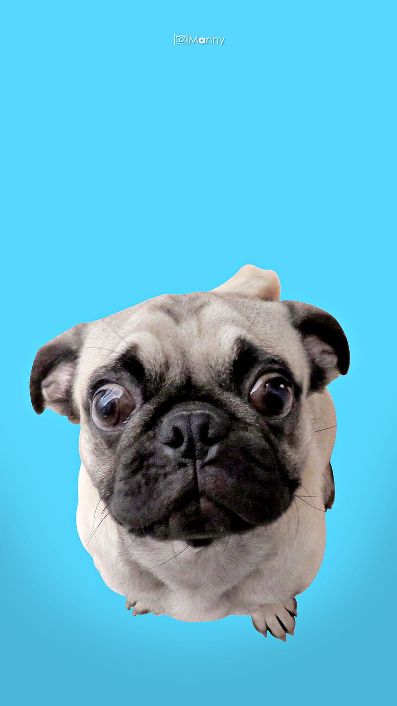 Doguillo, grafía, bonito, azul, perro, lomito, amor, mascota, perrito, Fondo  de pantalla de teléfono HD | Peakpx