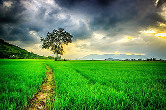 Storm over the field, rural, grass, country, storm, tree, green, path,  summer, HD wallpaper | Peakpx
