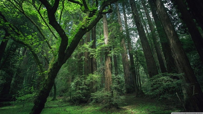 Tall tree forest, forest, 1366x768, tall, HD wallpaper