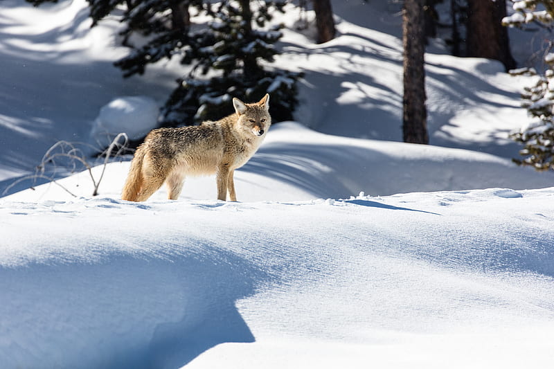 wolf, predator, gray, snow, HD wallpaper