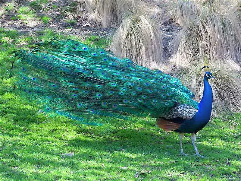 Feathers of beauty, bird, tail, peacock, colors, beauty, fan, feathers, HD wallpaper