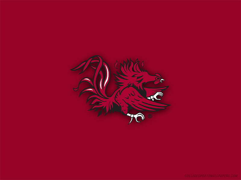 South Carolina Logo, gamecocks, usc, college, teams, HD wallpaper