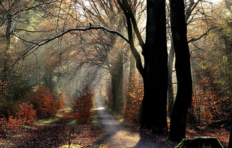 Autumn, forest, rays, trees, trail, morning, forest, Nature, trees ...