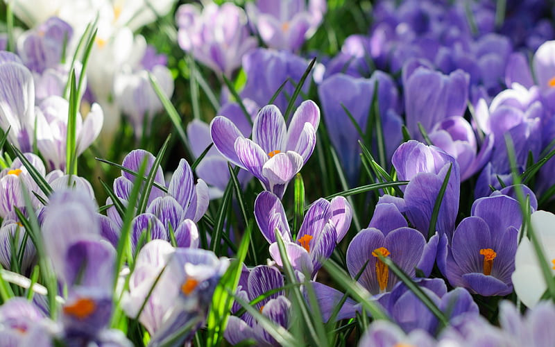 Crocuses, spring, saffron, purple spring flowers, wildflowers, HD wallpaper