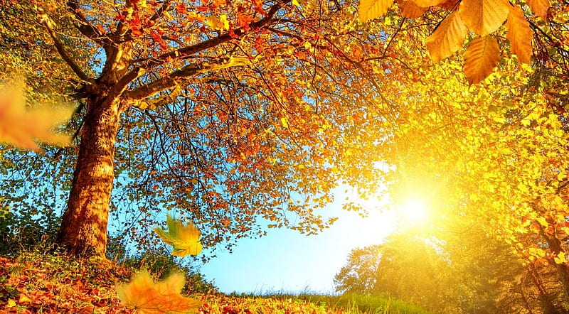 Autumn landscape, abstract, landscape, scene, field, fall, sun, autumn, sunlight, graphy, tree, HD wallpaper