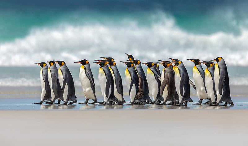 Birds, Penguin, HD wallpaper