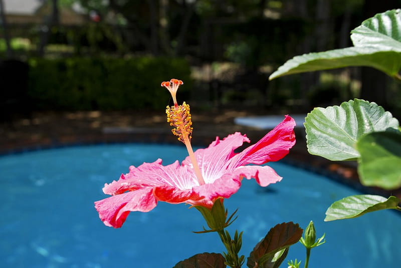 Hibiscus Exotic Hawaiian Flower by Pool, azure, polynesia, islands, hawaii, hibiscus, plant, bonito, pool, paradise, flower, island, tropical, swimming, hawaiian, blue, HD wallpaper