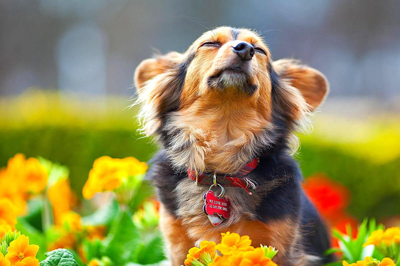 Cute aesthetic dog Wallpapers Download  MobCup