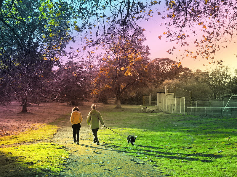 A Walk in the Park, fence, grass, people, park, trees, dog, HD wallpaper