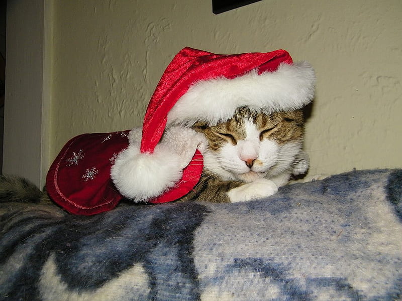 Santa Cat, christmas, holiday, tabby, tiger, cat, cooper, HD wallpaper