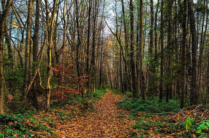 path, road, forest, trees, foliage, HD wallpaper