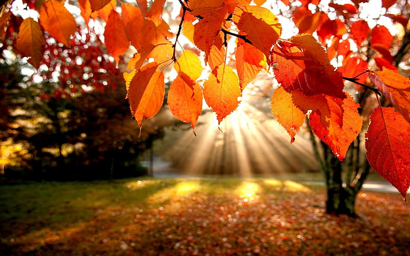 sunny autumn day, red, pretty, forest, fall, autumn, sunny, graphy, nature, sunshine, HD wallpaper