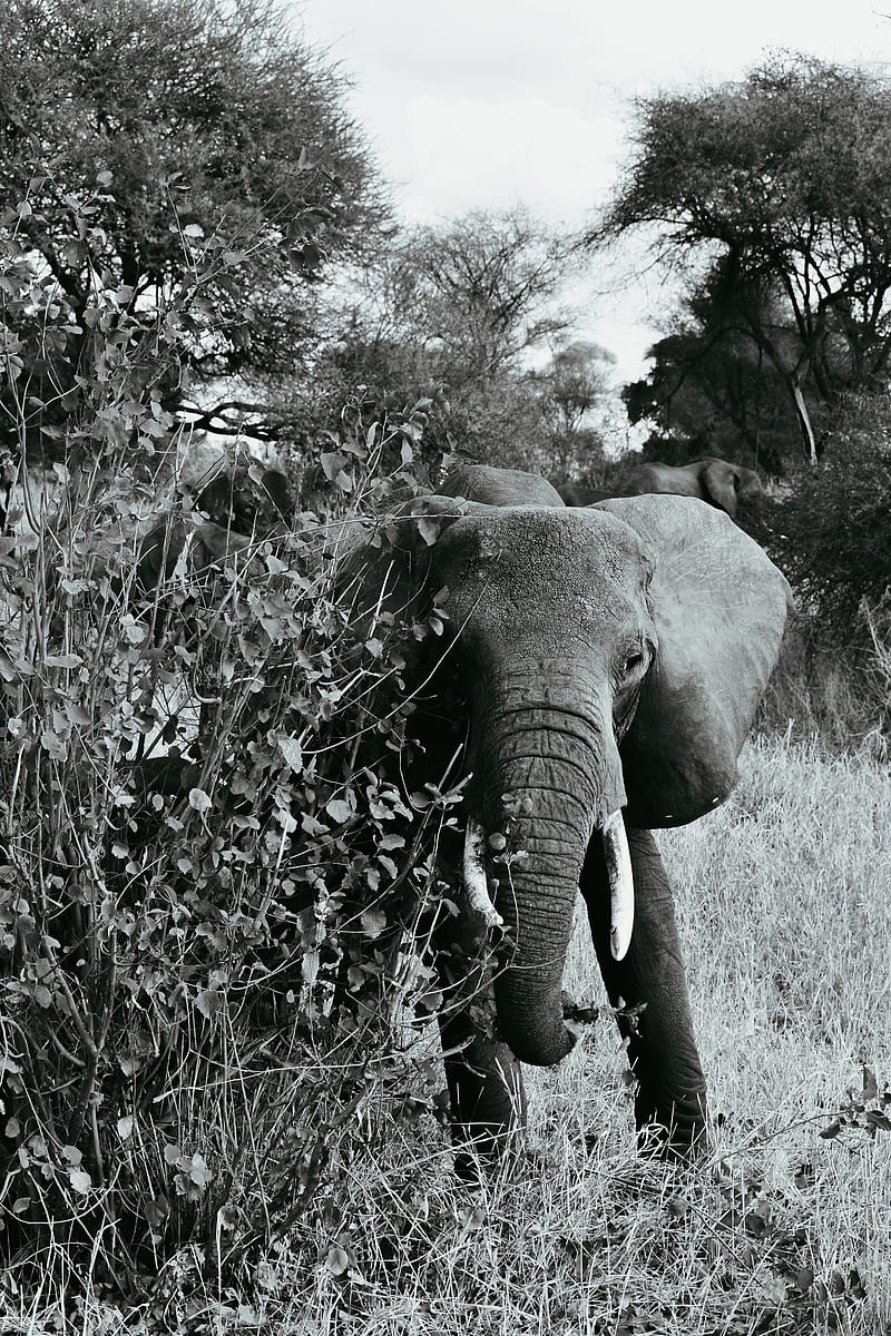 elephant bw, walking, wildlife, HD phone wallpaper