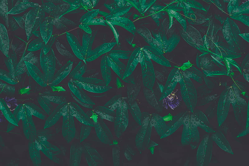 leaves, plant, drops, green, flower, wet, HD wallpaper