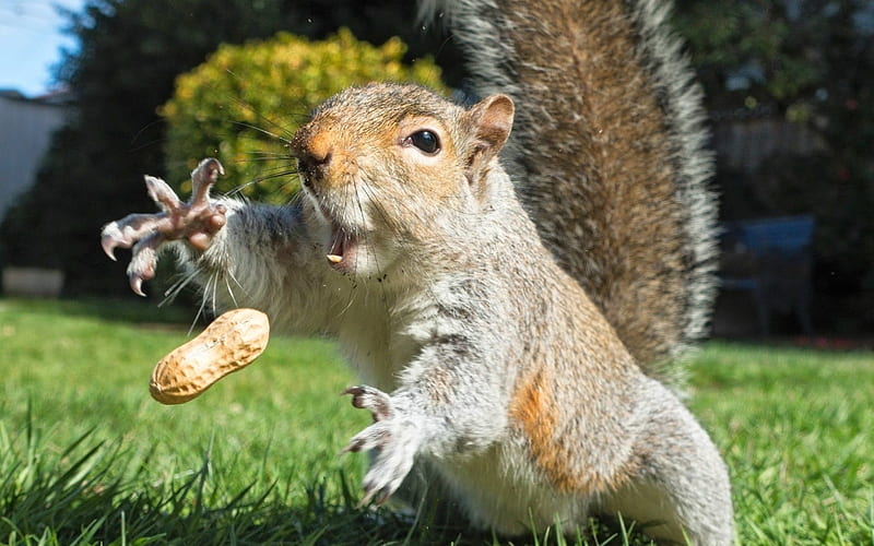 Squirrel, food, funny, cute, animal, HD wallpaper | Peakpx