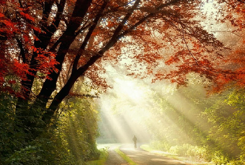 shining dawn, forest, sun, sunlights, shine, trees, lights, tree, nice, green, rays, plants, nature, HD wallpaper