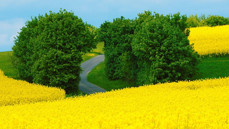 Rape Fields, blossoms, yellow, sky, trees, hills, HD wallpaper