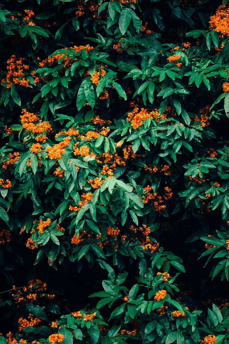 orange petaled flower, HD phone wallpaper