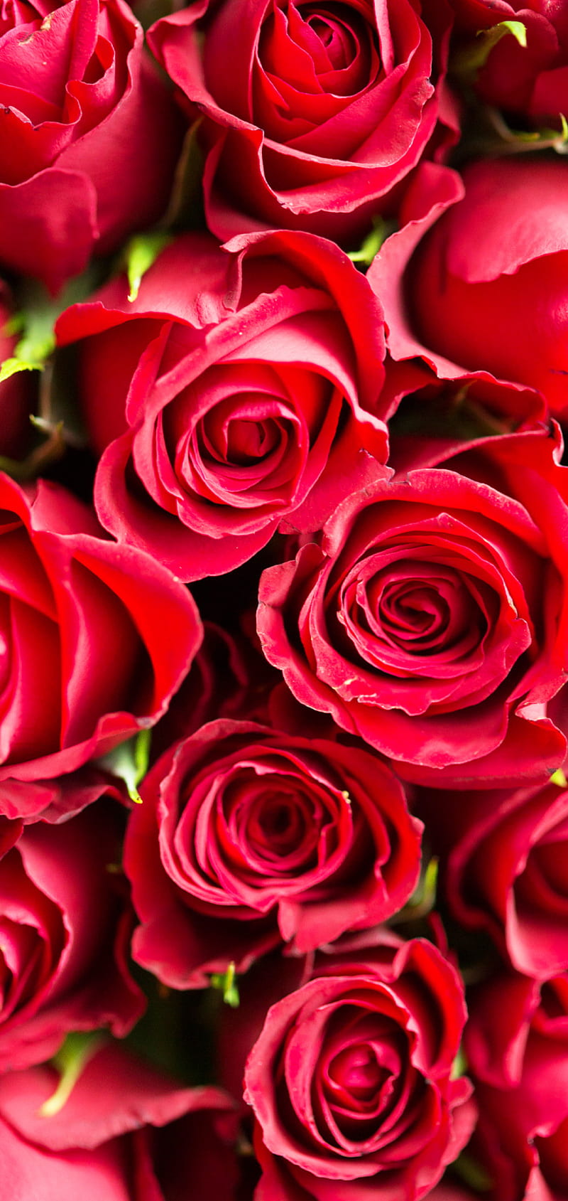 Roses Red, red, roses, HD phone wallpaper | Peakpx