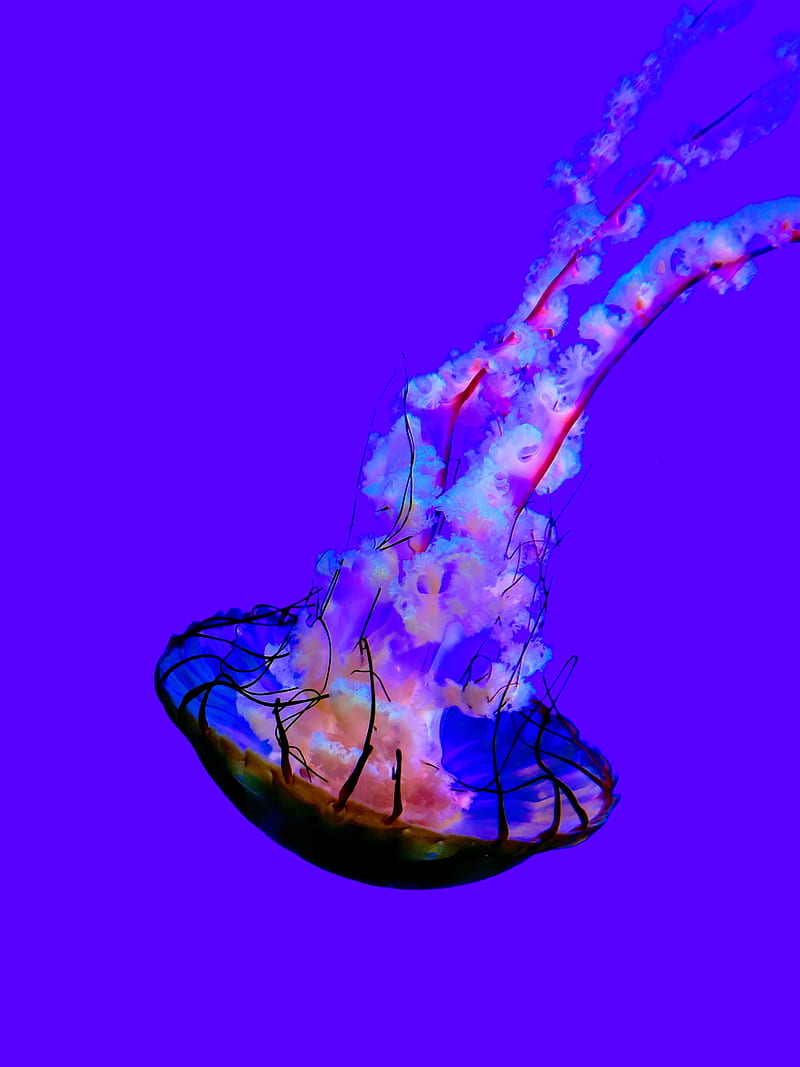 jellyfish, tentacles, creature, blue, HD phone wallpaper