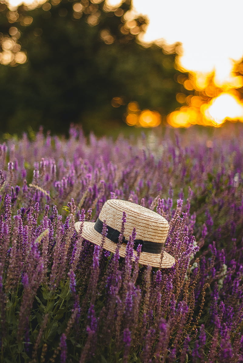 hat, lavender, flowers, wildflowers, HD phone wallpaper