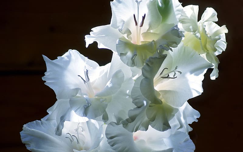 Flowers, Gladiolus, HD wallpaper