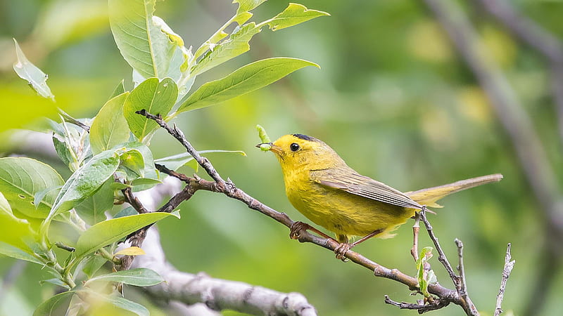 Yellow Warbler Bird With Leaves In Mouth Standing On Tree Stick Birds, HD wallpaper