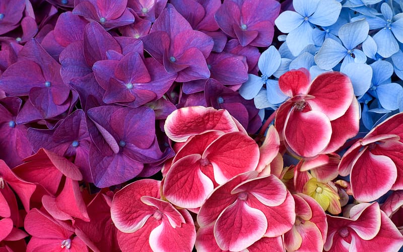 Hydrangea, purple, colorful, blue, flower, red, texture, nature, carpet, HD wallpaper