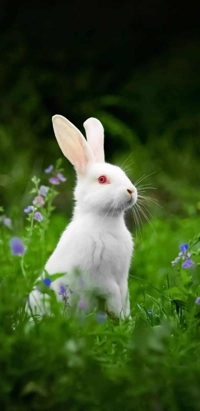 Rabbit, animals, bunny, domestic, iphone, pet animals, pets, rabbits,  samsung, HD phone wallpaper | Peakpx