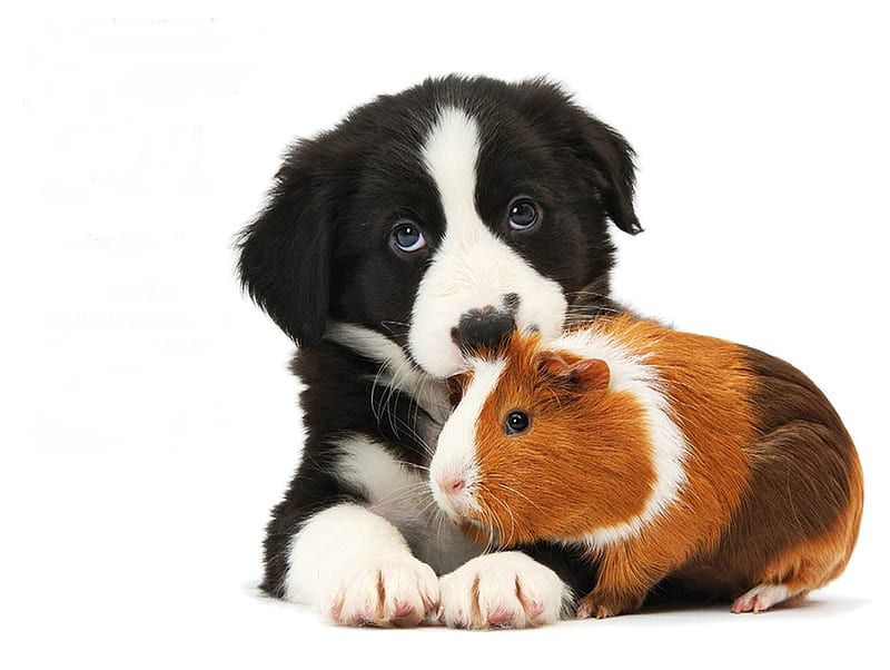 Border Collie puppy and tricolor guinea pig, brown, paw, caine, black, animal, cute, pet, border collie, guinea pig, white, dog, HD wallpaper