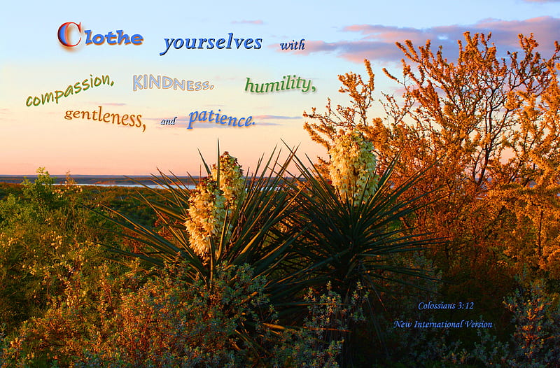Clothe Yourselves with Kindness, Yucca plants, sunset, brush, water, Bible, lake, HD wallpaper