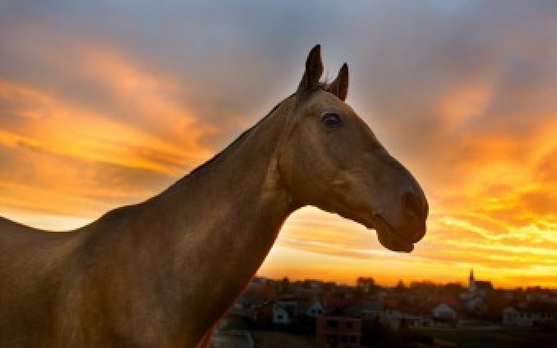 Horse, Houses, Head, Sunset, HD wallpaper