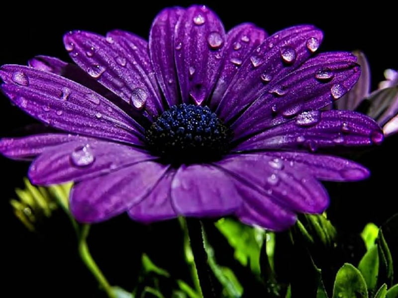 Flor violeta, flor, naturaleza, púrpura, planta, Fondo de pantalla HD |  Peakpx
