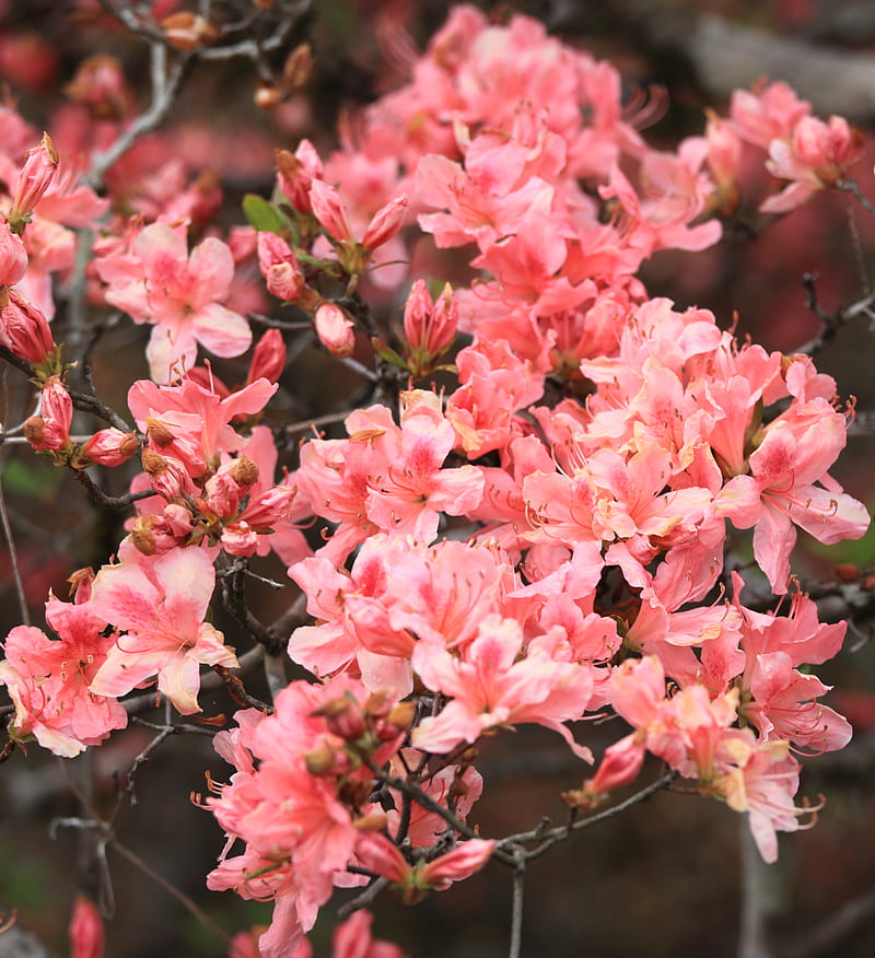 azalea, flowers, branch, bloom, plant, pink, HD phone wallpaper