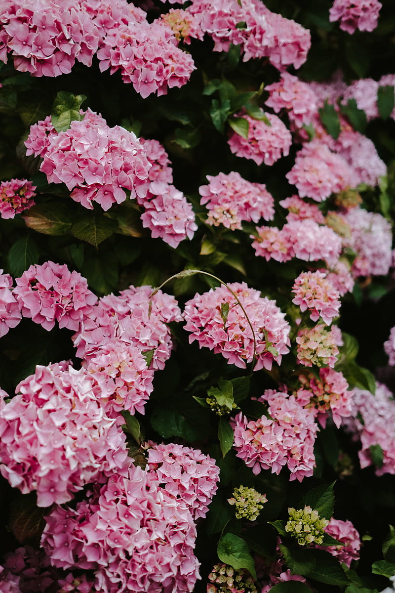 pink hydrangea flowers in bloom, HD phone wallpaper