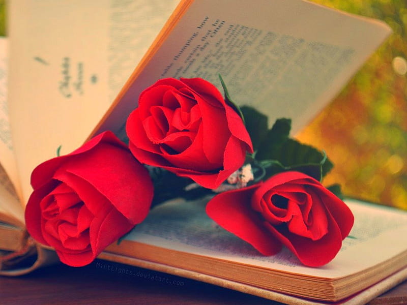 Red roses, book, still life, flowers, roses, HD wallpaper | Peakpx