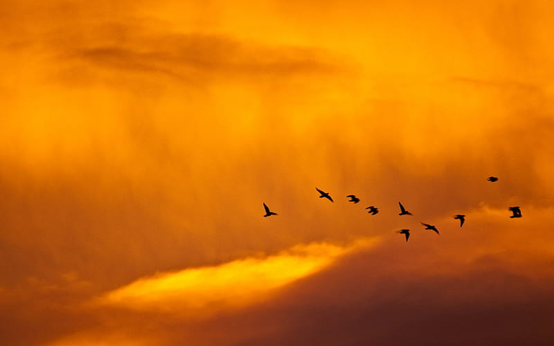 Birds in flight, orange, birds, black, sky, clouds, fly, graphy, bright,  nature, HD wallpaper | Peakpx