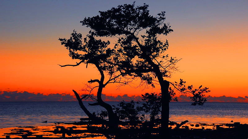 solitaire tree on the sea R, tree, seascape, bonito, sunset, sky, sea, HD wallpaper