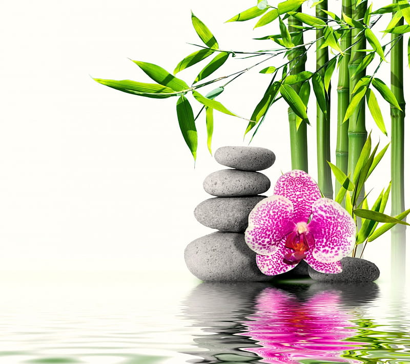 Relaxing Spa, water, stones, zen, flower, spa, reflection, bamboo, HD wallpaper