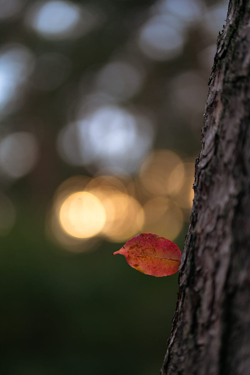 Red leaf on brown tree trunk, HD phone wallpaper | Peakpx