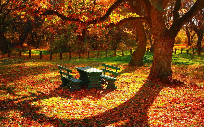 Autumn rest, fence, fall, autumn, glow, grass, falling, shine, bonito, foliage, leaves, nice, shadows, season, wiids, rest, forest, lovely, seat, sunlight, relax, bench, park, trees, rays, nature, HD wallpaper