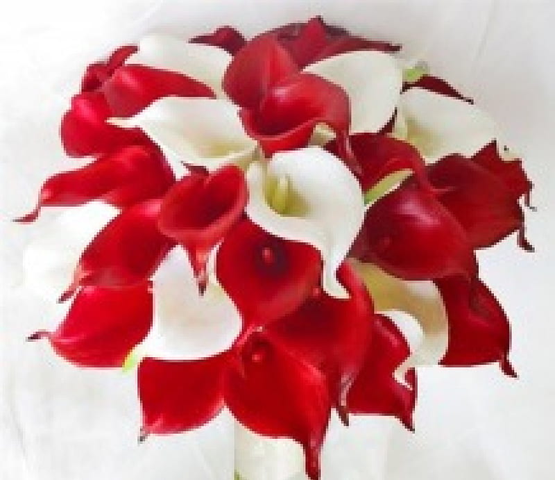 Calla Lilies Bouquet, red, bouquet, flowers, calla lilies, nature, white, HD wallpaper