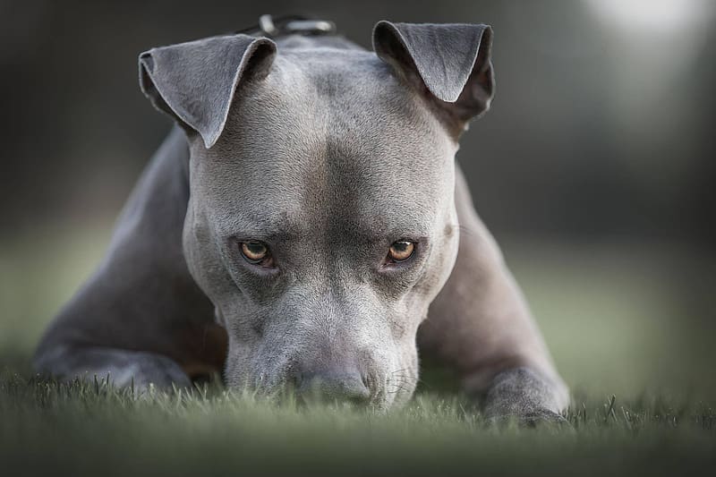 Dogs, Dog, Animal, Stare, American Pit Bull Terrier, HD wallpaper